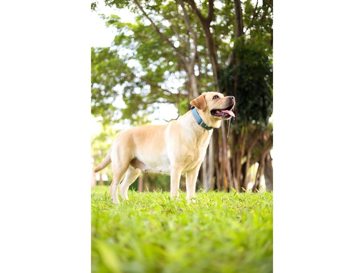 MiLi MiCollar Halsband för hundar, med spårningschip (svart) Bluetooth tracker & GPS