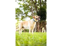 MiLi MiCollar Halsband för hundar, med spårningschip (svart) Bluetooth tracker & GPS