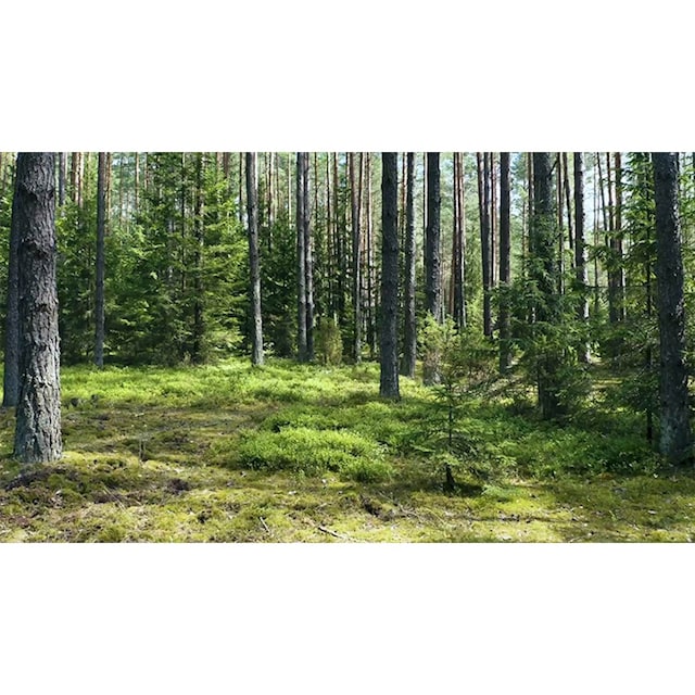 Mysoda Woody Svart kolsyremaskin